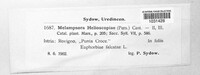 Melampsora euphorbiae image